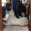 進化するパパ