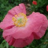 ケシの花　ピンクも好いよねぇ　Poppy　 I like pink too