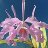 Cattleya maxima`Susana'  