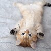 可愛いネコちゃんシリーズー2・・・