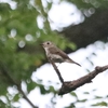 コサメビタキ2度・エナガ・カワラヒワ(大阪城野鳥探鳥20250705 4:40-8:55)