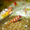 キャンディー柄のハゼです。Candycane dwarfgoby！