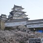 桜が見頃の姫路城に行ってきました♪