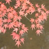 一度観たら忘れない永観堂の紅葉〜京都紅葉めぐり〜