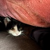 猫と寝まくる春分の日。