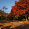 紅葉Ⅱ（8）・嵐山の早朝