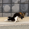 家島諸島のねこさん