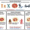 筋トレを休むと筋肉はどれくらい落ちる？ 最新科学が教える意外な真実