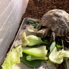 ヒガシヘルマンリクガメ～青梗菜の芯