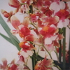 1月21日誕生日の花と花言葉歌句