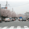 TOTO小倉工場前の桜並木も満開