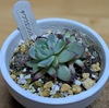チワワエンシス（ベンケイソウ科エケベリア属）