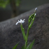 シャガ Iris japonica