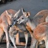 夜の動物園