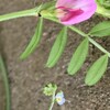 庭の雑草