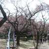 桜の名所、高遠城址公園でお花見　長野県伊那市