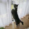 窓の向こうにお友だち