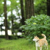 残念だった紫陽花