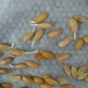 メロンの種蒔きをしました。