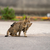 隣市北漁港のねこさん