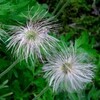翁草（おきなぐさ）
