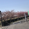 近くのふれあいの路 河津桜が少しづつ咲いてきましたよ🌸