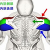 肩トレは〇〇を意識しないと最大の効率を出せない！？三角筋中部編～