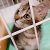 うちの猫ちゃんとハムちゃんが可愛すぎて無理好きびっくらぶ