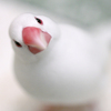 再び文鳥を飼うか飼わないか