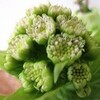 お茶の花