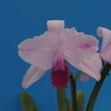 Cattleya trianae   f. pincelada 'Suamena'