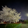夜桜練習会～5月2日(火)