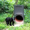 【2023年最新】クマ出没急増の真相は？記録映像とデータマップから見る原因と対策