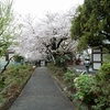 松田町延命寺のチューリップ、桜、牡丹。南足柄市中部公園の桜、チューリップ