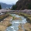 大源太川添いの桜満開