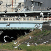 野鳥の営み2016/1～3