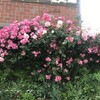 からす