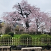 京都も桜シーズンですね！