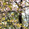 阪神西宮｜六湛寺公園では早咲きの桜とクリスマスローズが咲いていました