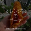 2132食目「オレンジ色のゴーヤ」私の部屋のベランダ農園2023＠その13