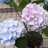 アジサイ 安行四季咲き