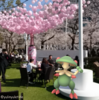 キノガッサくん、東京ミッドタウンと桜色のシャンパンが意外に似合う【ポケモンGO】2018年3月の思い出写真・その3