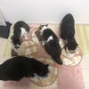 【48時間の異変】愛猫が急に大人しくなった！四ニャン坊たかんぼ、様子がおかしいが、原因は？