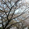 父のお墓参りへ行きました🌸