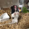 くろごまあん476日目