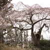 【城里町】龍谷院の枝垂れ桜・・