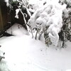 このタイミングで・・この冬 いちばんの大雪になりました