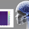 大規模言語モデルの「脳波」をとって言葉を生成しているときにどこが活動しているのか見てみる
