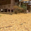 康平寺にイチョウの黄色いじゅうたん【熊本】