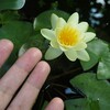 夏はやっぱり水生植物～睡蓮 クロマティラ